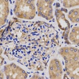 Anti-CDKN3 Antibody from Bioworld Technology (BS6562) - Antibodies.com