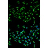 Anti-CDKN3 Antibody from Bioworld Technology (BS6562) - Antibodies.com
