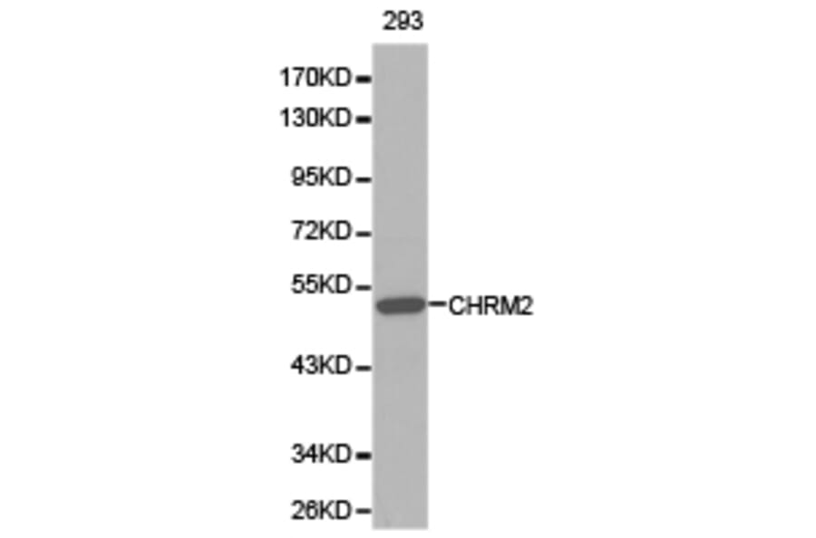 Anti-mAChR M2 Antibody from Bioworld Technology (BS6566) - Antibodies.com