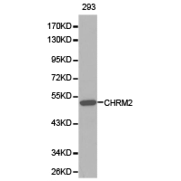 Anti-mAChR M2 Antibody from Bioworld Technology (BS6566) - Antibodies.com