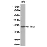 Anti-mAChR M2 Antibody from Bioworld Technology (BS6566) - Antibodies.com