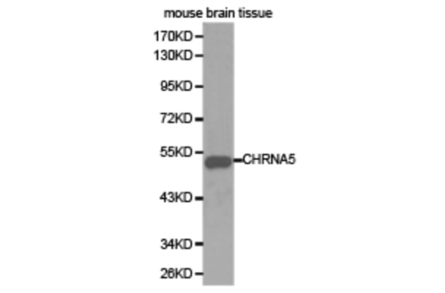 Anti-AChRα5 Antibody from Bioworld Technology (BS6567) - Antibodies.com