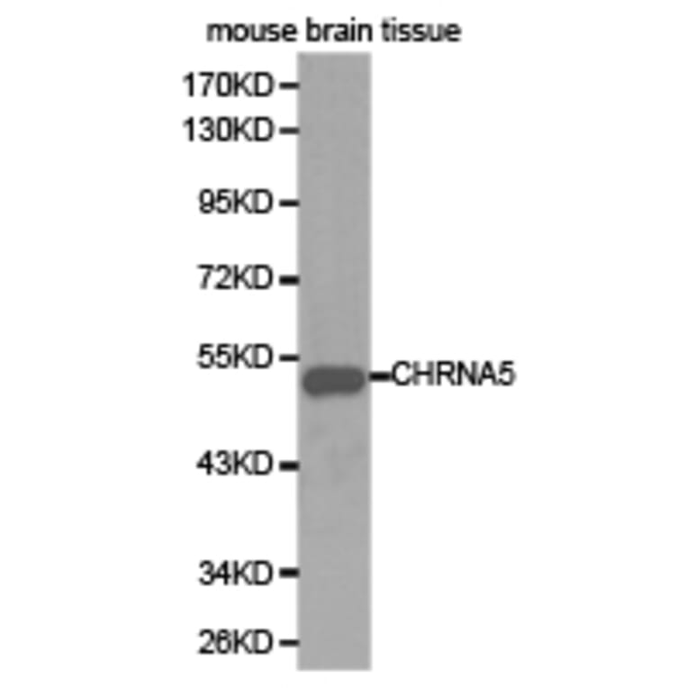 Anti-AChRα5 Antibody from Bioworld Technology (BS6567) - Antibodies.com