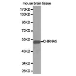 Anti-AChRα5 Antibody from Bioworld Technology (BS6567) - Antibodies.com