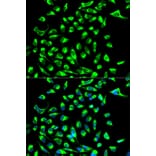 Anti-Claudin 7 Antibody from Bioworld Technology (BS6569) - Antibodies.com