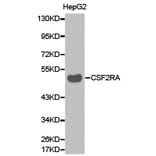 Anti-CSF2RA Antibody from Bioworld Technology (BS6570) - Antibodies.com