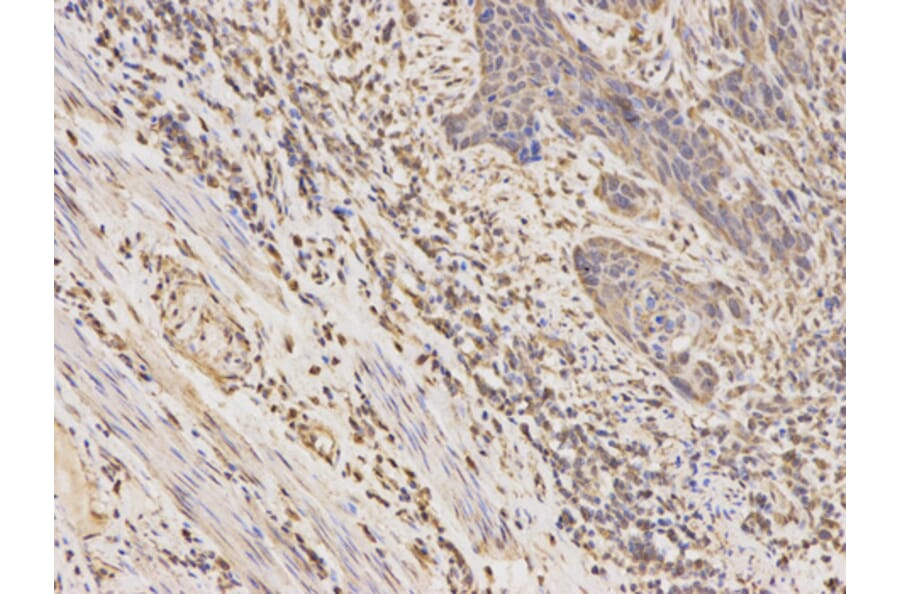Anti-CSNK2A2 Antibody from Bioworld Technology (BS6571) - Antibodies.com