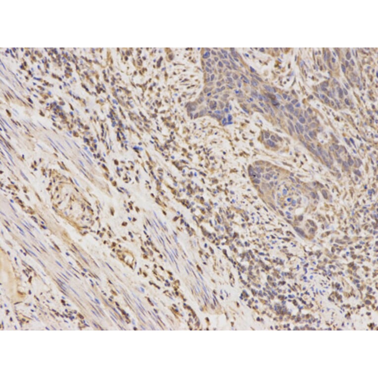 Anti-CSNK2A2 Antibody from Bioworld Technology (BS6571) - Antibodies.com