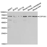 Anti-CYP1A1 Antibody from Bioworld Technology (BS6575) - Antibodies.com