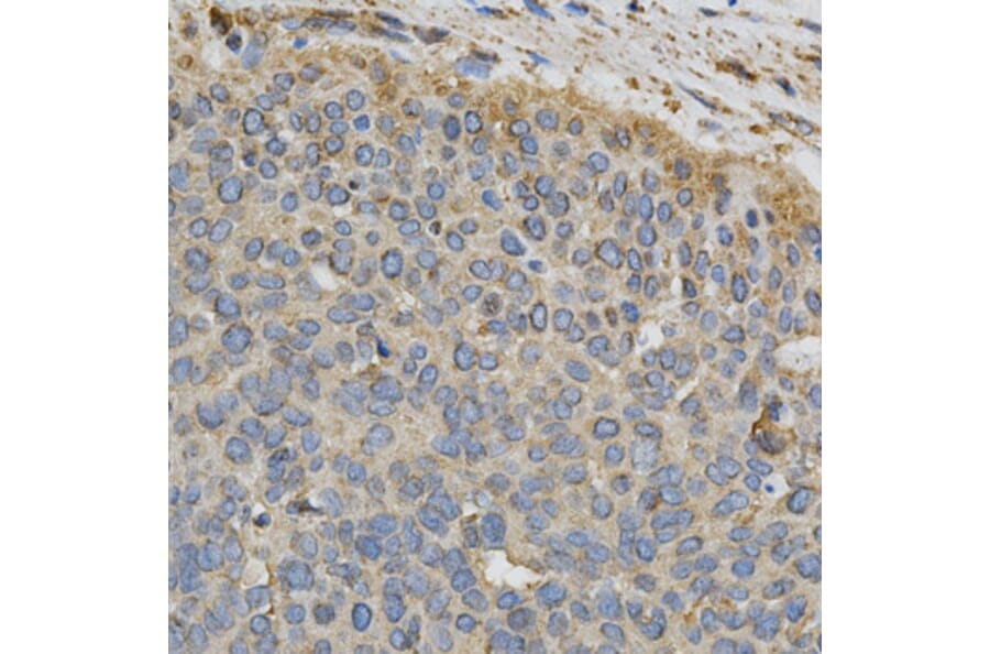 Anti-CYP1A1 Antibody from Bioworld Technology (BS6575) - Antibodies.com