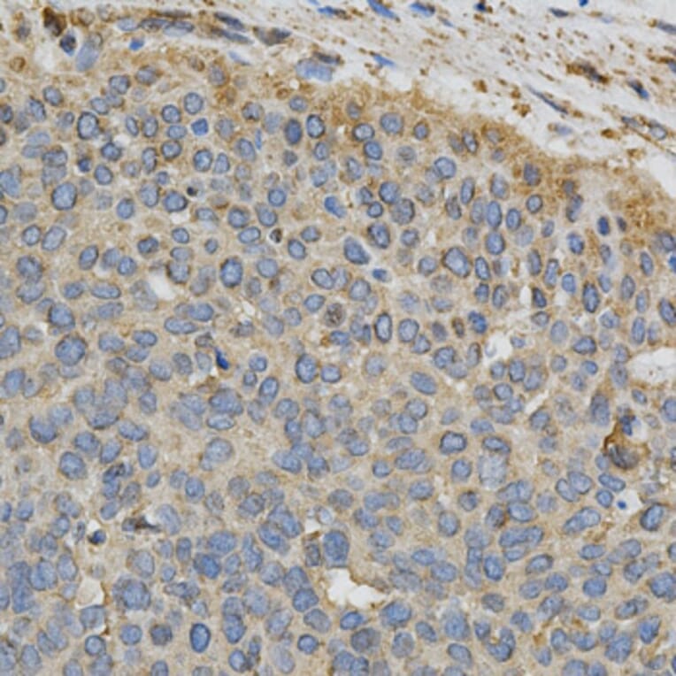 Anti-CYP1A1 Antibody from Bioworld Technology (BS6575) - Antibodies.com