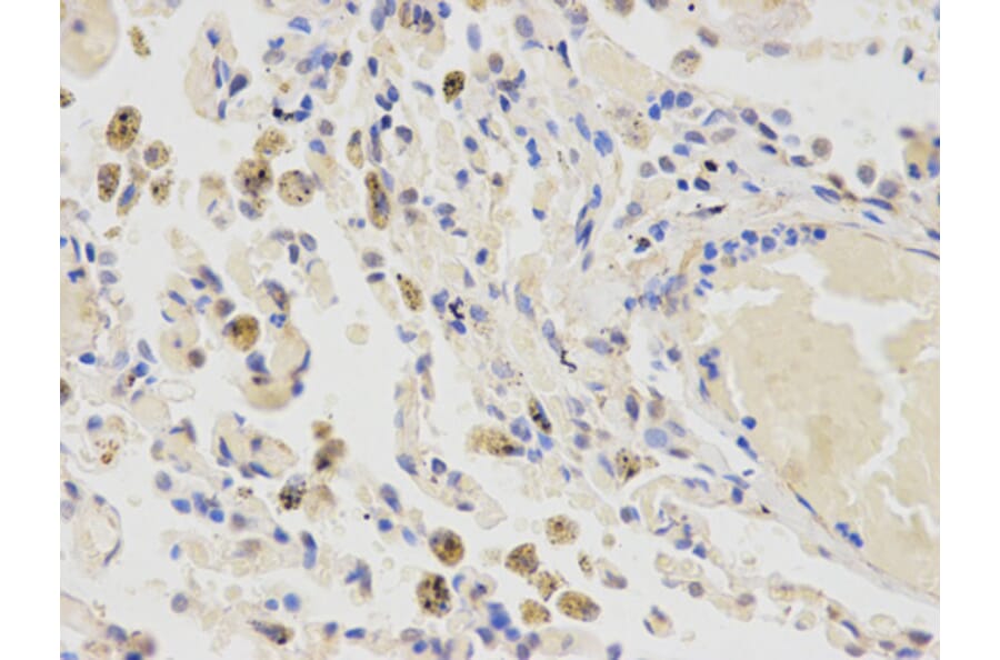 Anti-CYP2E1 Antibody from Bioworld Technology (BS6577) - Antibodies.com