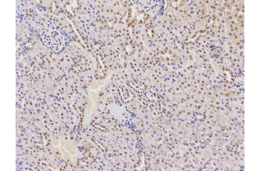 Anti-DCK Antibody from Bioworld Technology (BS6581) - Antibodies.com