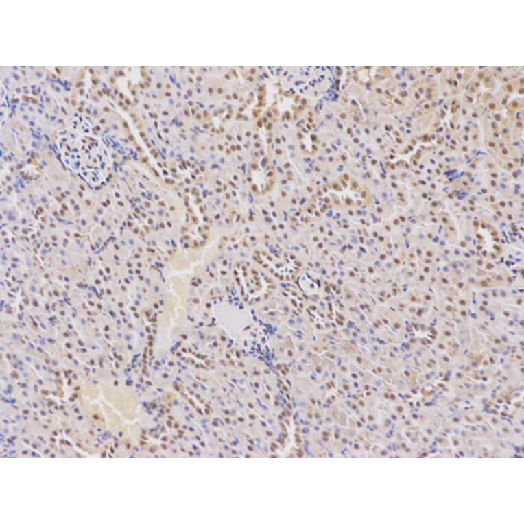 Anti-DCK Antibody from Bioworld Technology (BS6581) - Antibodies.com