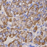 Anti-DCN Antibody from Bioworld Technology (BS6582) - Antibodies.com
