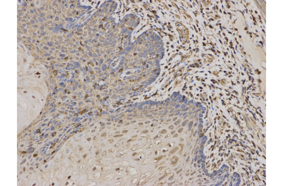 Anti-DCTN1 Antibody from Bioworld Technology (BS6583) - Antibodies.com