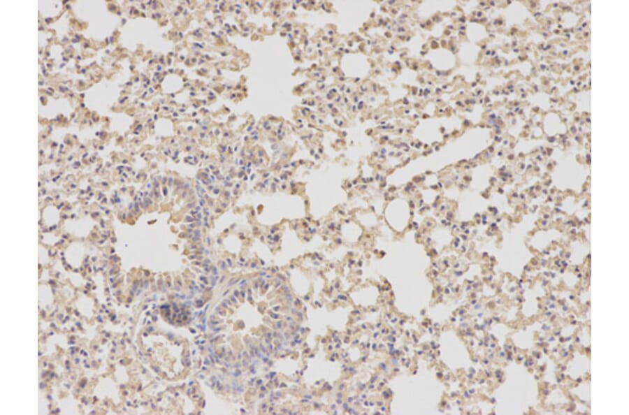 Anti-DHFR Antibody from Bioworld Technology (BS6585) - Antibodies.com