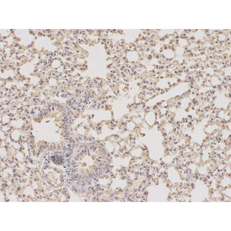 Anti-DHFR Antibody from Bioworld Technology (BS6585) - Antibodies.com