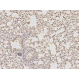 Anti-DHFR Antibody from Bioworld Technology (BS6585) - Antibodies.com