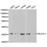 Anti-ELAVL1 Antibody from Bioworld Technology (BS6592) - Antibodies.com