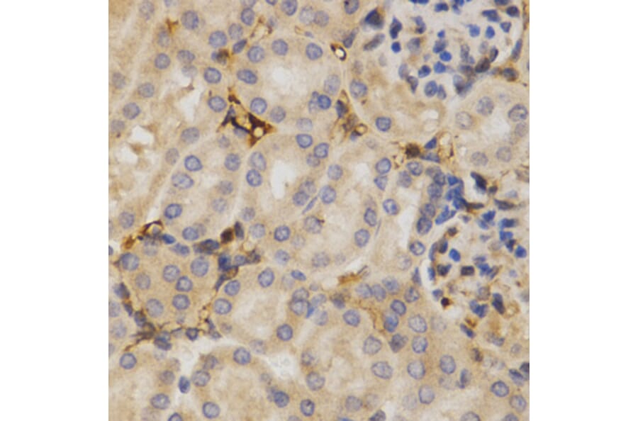 Anti-ELAVL1 Antibody from Bioworld Technology (BS6592) - Antibodies.com
