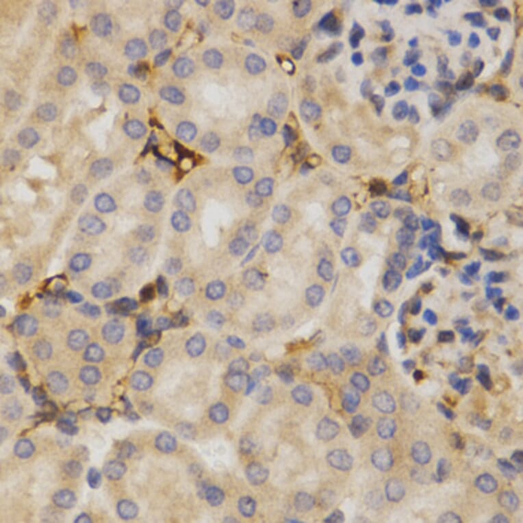 Anti-ELAVL1 Antibody from Bioworld Technology (BS6592) - Antibodies.com