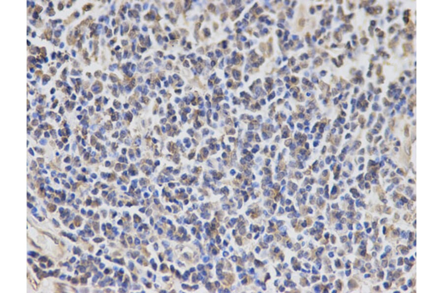 Anti-EXT1 Antibody from Bioworld Technology (BS6597) - Antibodies.com