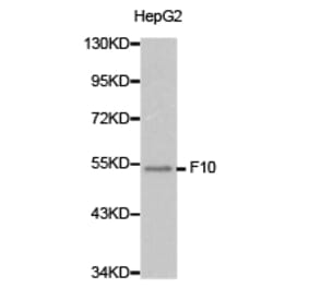 Anti-F10 Antibody from Bioworld Technology (BS6600) - Antibodies.com