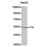 Anti-F10 Antibody from Bioworld Technology (BS6600) - Antibodies.com