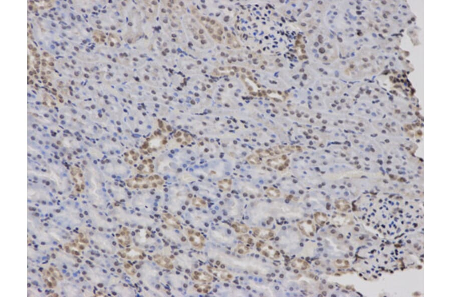 Anti-F12 Antibody from Bioworld Technology (BS6601) - Antibodies.com