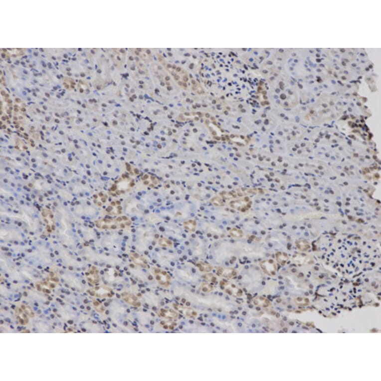Anti-F12 Antibody from Bioworld Technology (BS6601) - Antibodies.com