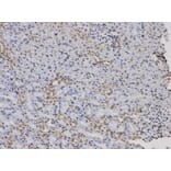 Anti-F12 Antibody from Bioworld Technology (BS6601) - Antibodies.com