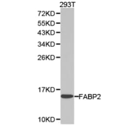 Anti-FABP2 Antibody from Bioworld Technology (BS6602) - Antibodies.com