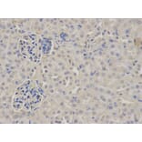 Anti-Fibrinogen β / FGB Antibody from Bioworld Technology (BS6607) - Antibodies.com