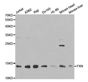 Anti-FXN Antibody from Bioworld Technology (BS6609) - Antibodies.com