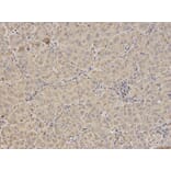 Anti-FXN Antibody from Bioworld Technology (BS6609) - Antibodies.com