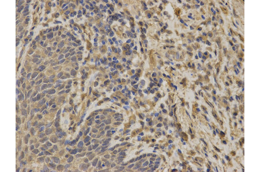 Anti-G6PD Antibody from Bioworld Technology (BS6611) - Antibodies.com