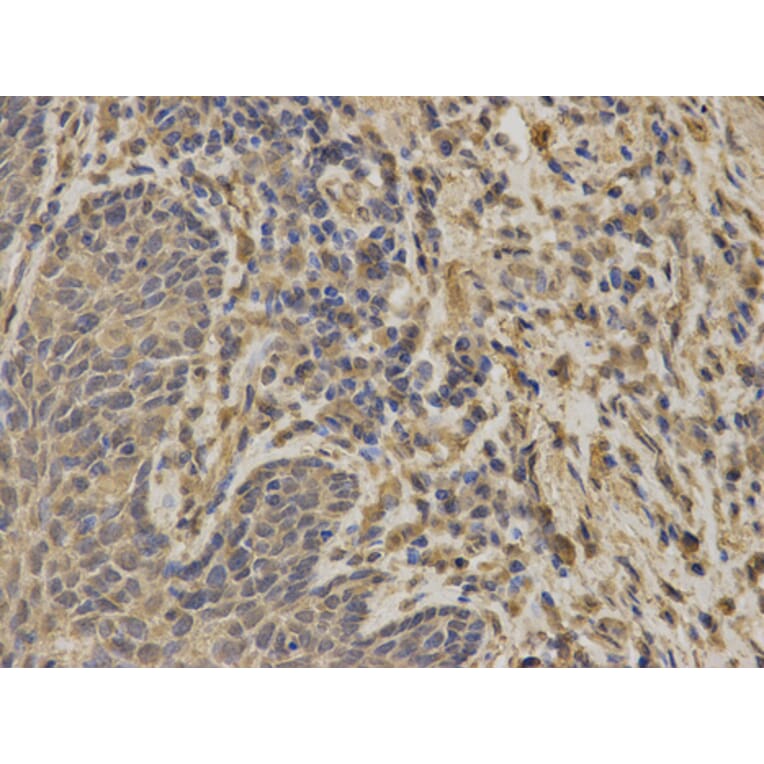 Anti-G6PD Antibody from Bioworld Technology (BS6611) - Antibodies.com