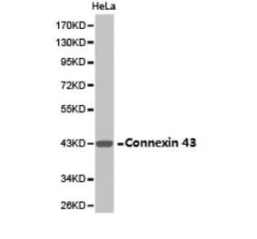 Anti-Connexin 43 Antibody from Bioworld Technology (BS6615) - Antibodies.com