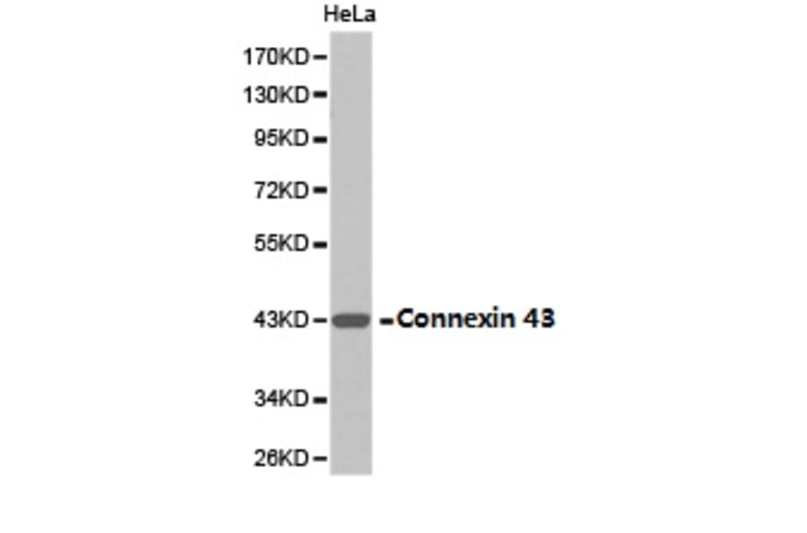 Anti-Connexin 43 Antibody from Bioworld Technology (BS6615) - Antibodies.com