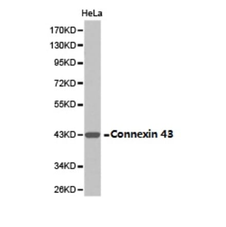Anti-Connexin 43 Antibody from Bioworld Technology (BS6615) - Antibodies.com
