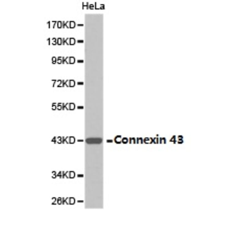 Anti-Connexin 43 Antibody from Bioworld Technology (BS6615) - Antibodies.com