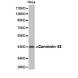 Anti-Connexin 43 Antibody from Bioworld Technology (BS6615) - Antibodies.com