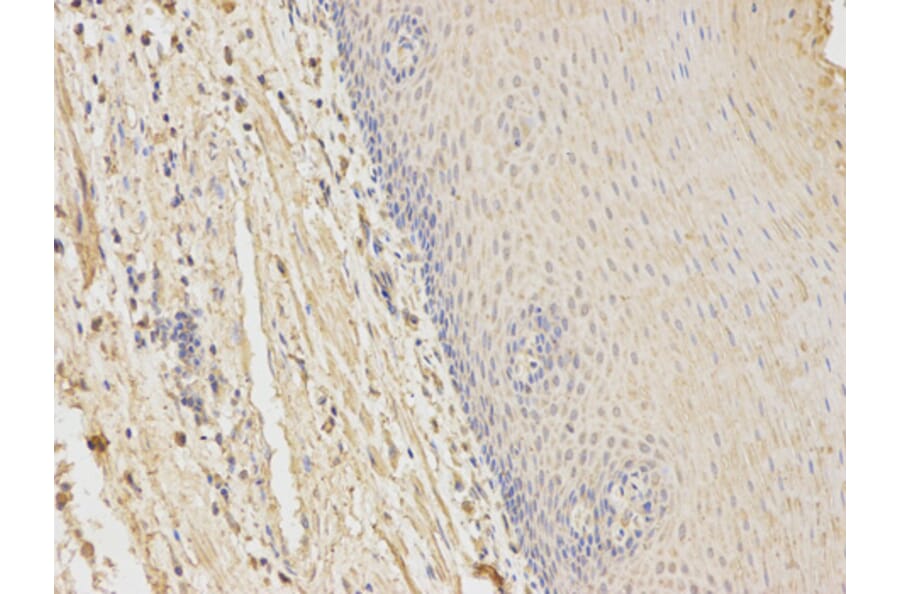 Anti-HFE Antibody from Bioworld Technology (BS6621) - Antibodies.com