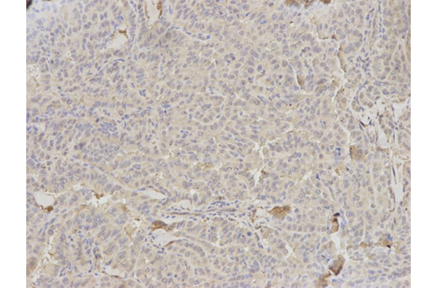 Anti-HLA-DRA Antibody from Bioworld Technology (BS6622) - Antibodies.com