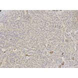 Anti-HLA-DRA Antibody from Bioworld Technology (BS6622) - Antibodies.com