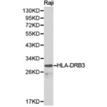 Anti-HLA-DRB3 Antibody from Bioworld Technology (BS6623) - Antibodies.com