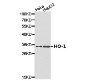 Anti-HO-1 Antibody from Bioworld Technology (BS6626) - Antibodies.com