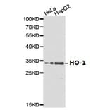 Anti-HO-1 Antibody from Bioworld Technology (BS6626) - Antibodies.com