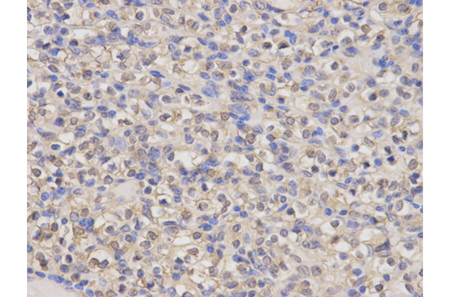Anti-HO-1 Antibody from Bioworld Technology (BS6626) - Antibodies.com